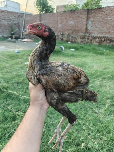 Aseel Patha For Sale