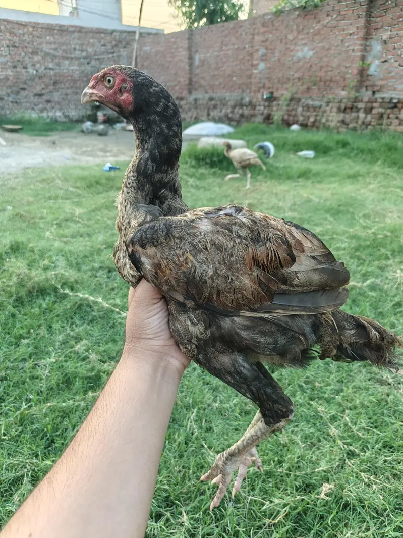 Aseel Patha For Sale — photo 2
