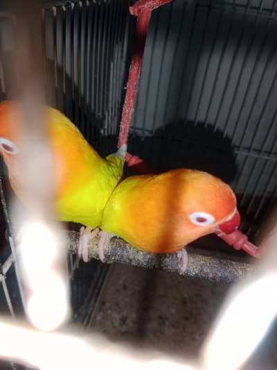 red eye love bird one female and 2 male