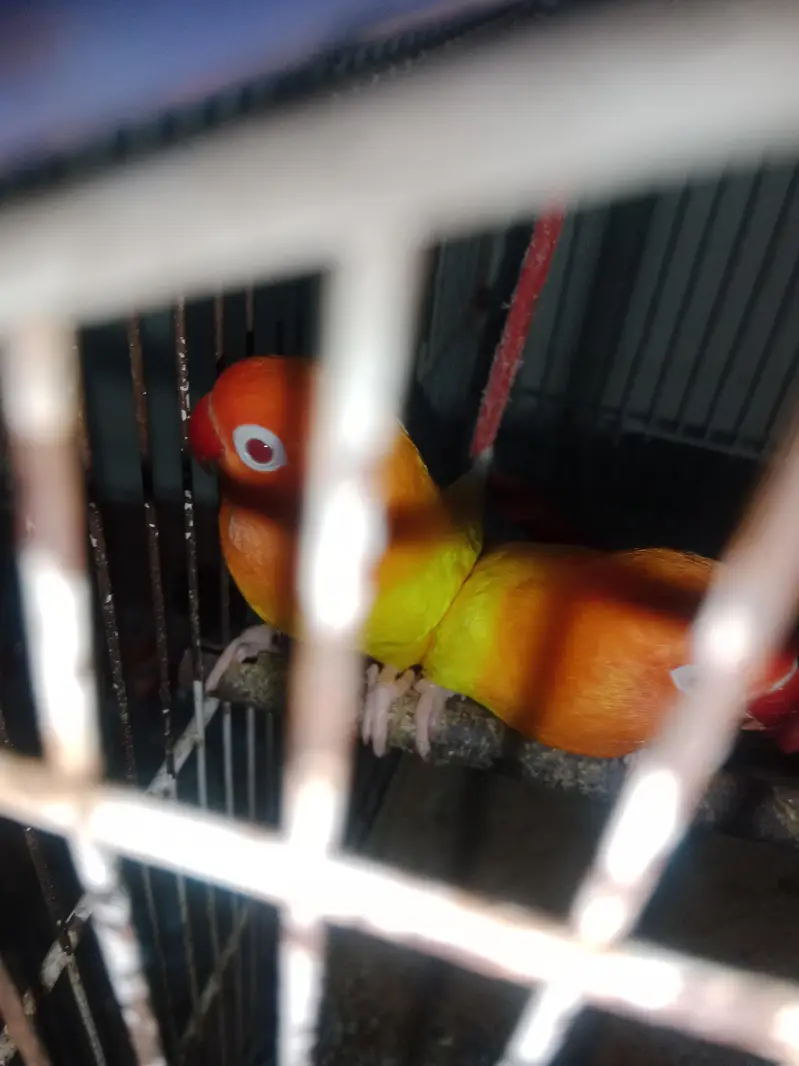 red eye love bird one female and 2 male — photo 2