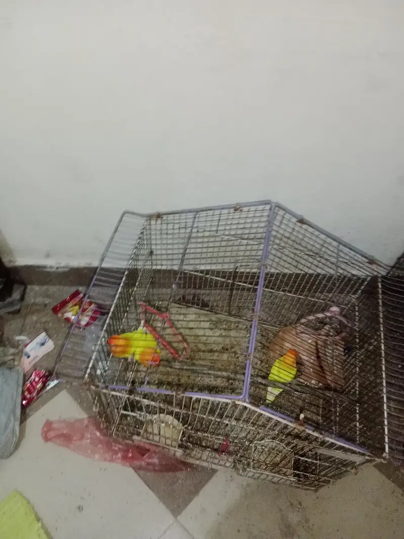 red eye love bird one female and 2 male — photo 3