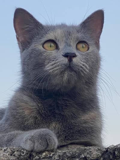 Persian gray cat
