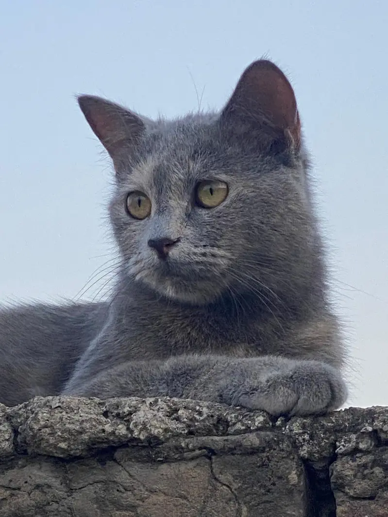 Persian gray cat — photo 2