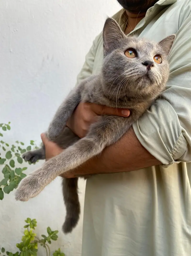 Persian gray cat — photo 3