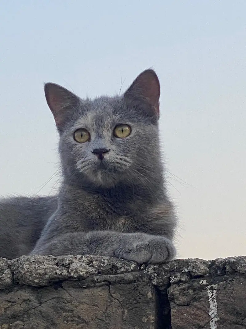 Persian gray cat — photo 4