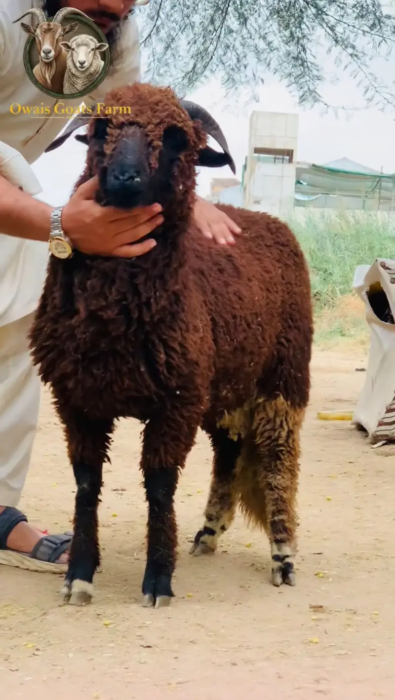 Longatails and Mundra available