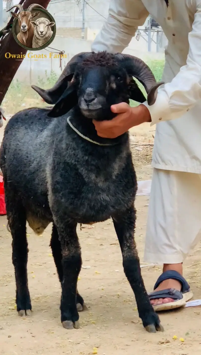 Longatails and Mundra available — photo 4