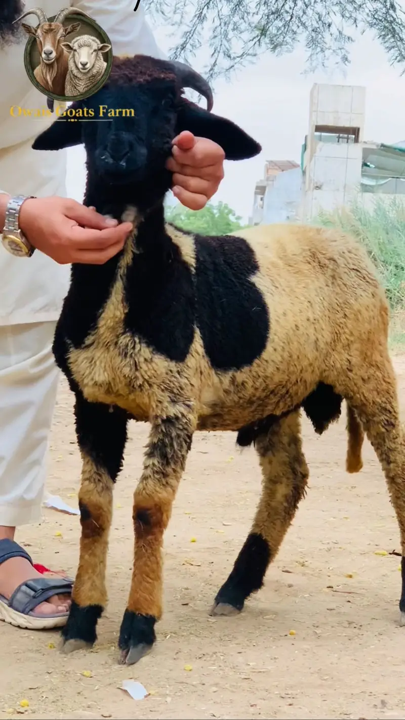 Longatails and Mundra available — photo 10
