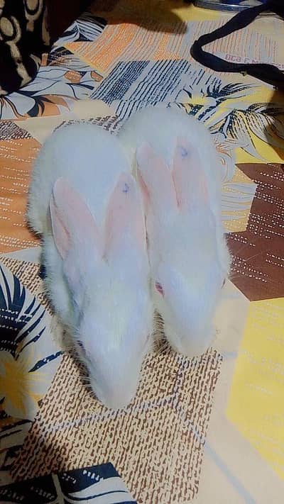 White Rabbits 15 /2 to 3 months/Healthy