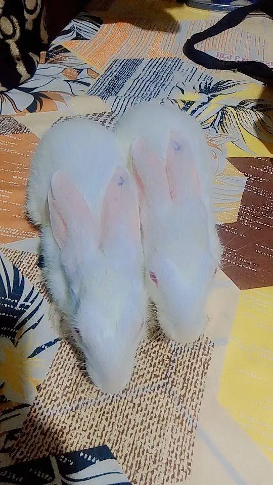 White Rabbits 15 /2 to 3 months/Healthy