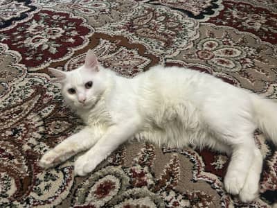PERSIAN CATS PAIR