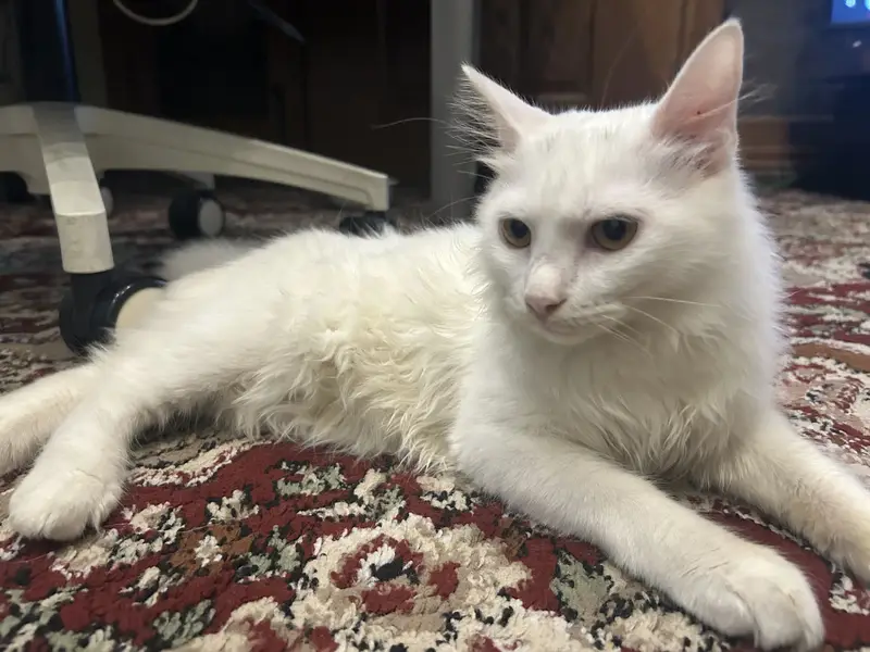 PERSIAN CATS PAIR — photo 2