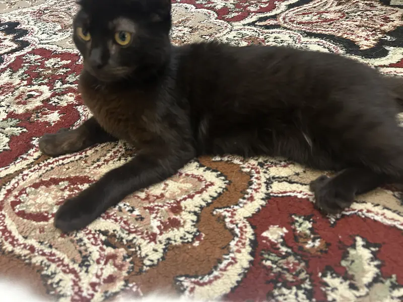 PERSIAN CATS PAIR — photo 3