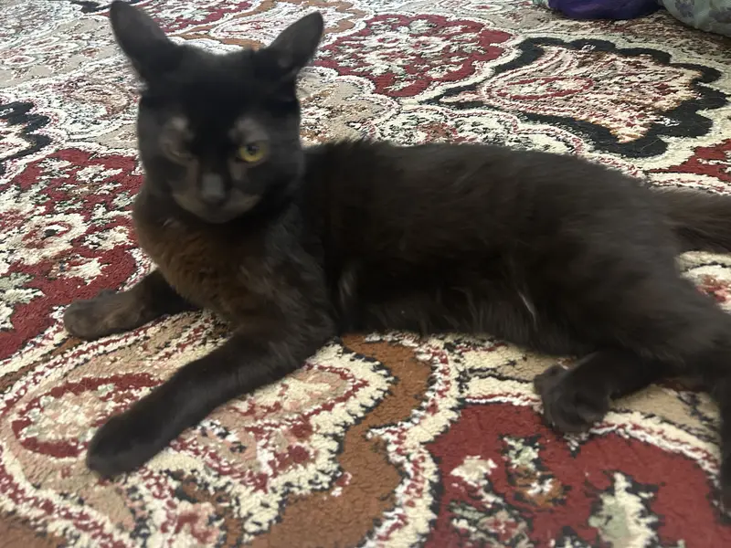 PERSIAN CATS PAIR — photo 4