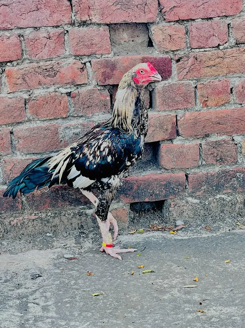 Jawa Aseel Murga And Mianwali Aseel Murgi For Sale — photo 2