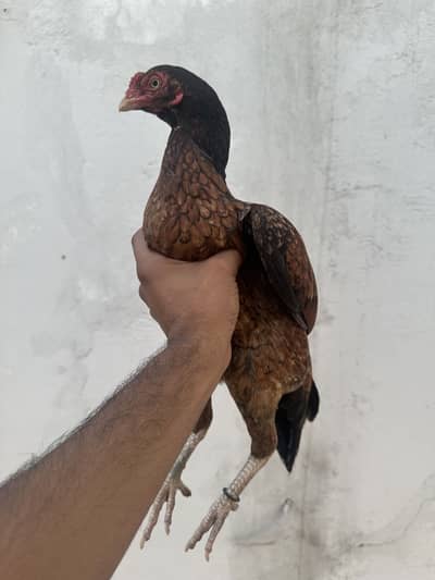 O size amroha aseel female eggs da rhi h