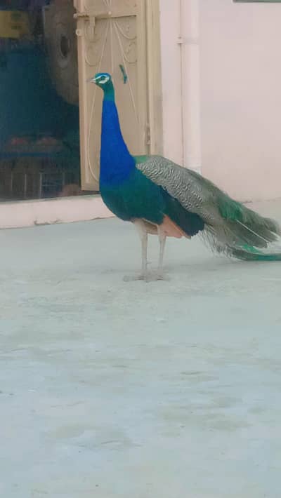 balow peacock  male / mor