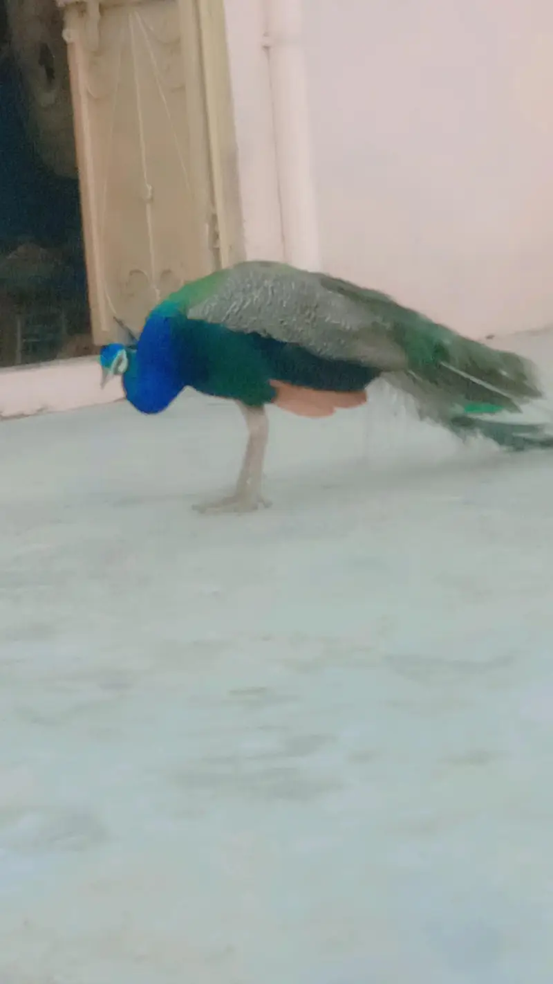 balow peacock  male / mor — photo 2