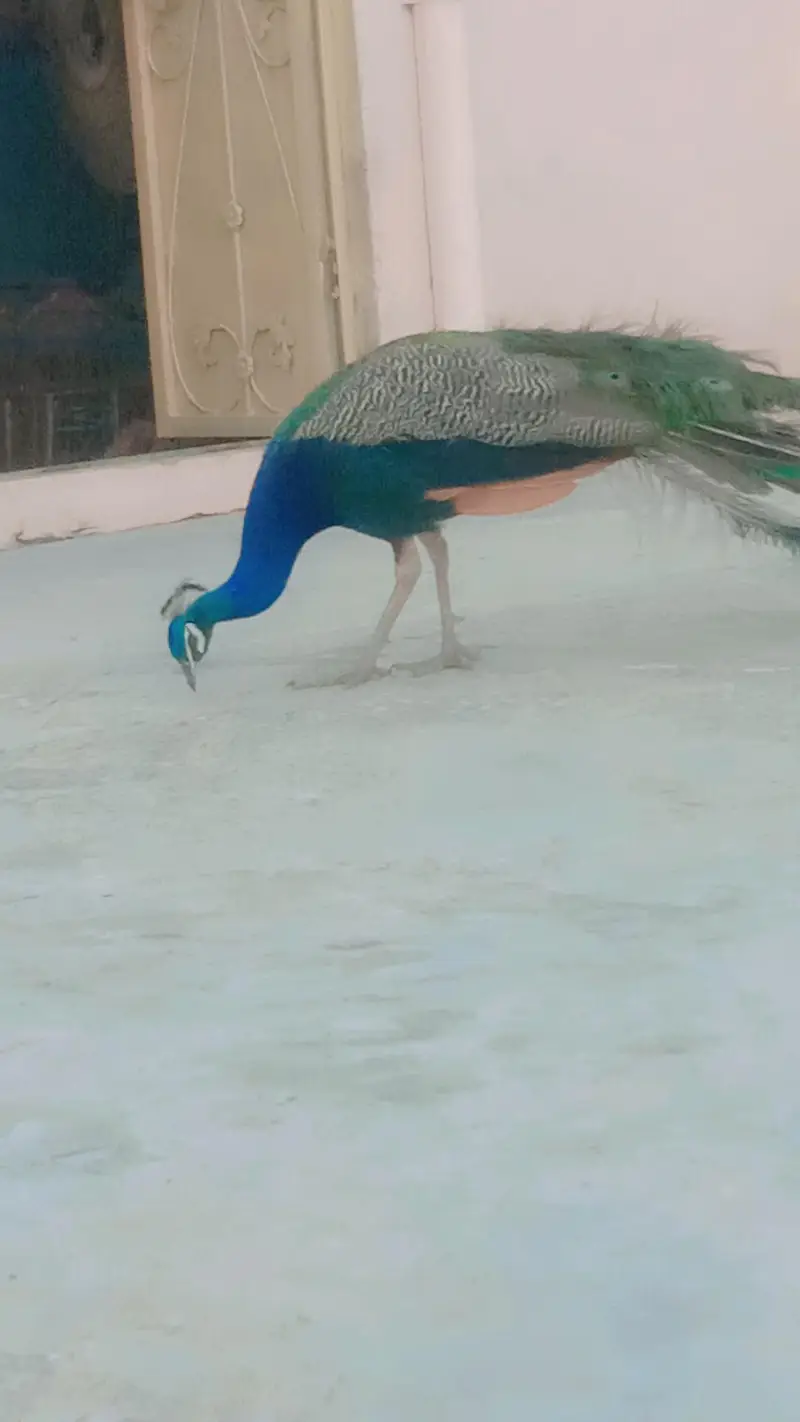 balow peacock  male / mor — photo 3
