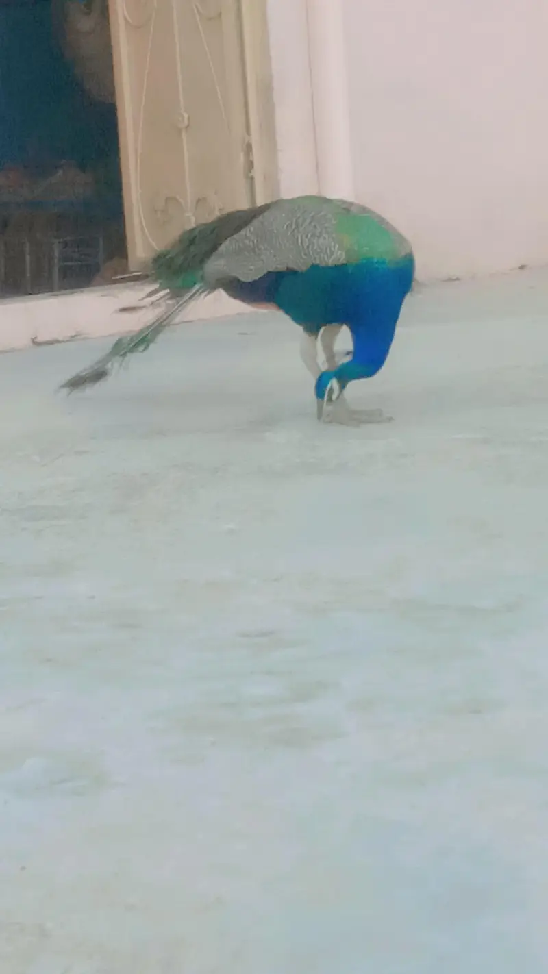 balow peacock  male / mor — photo 4