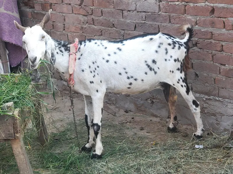 Guban bakri 2 month ki dogli