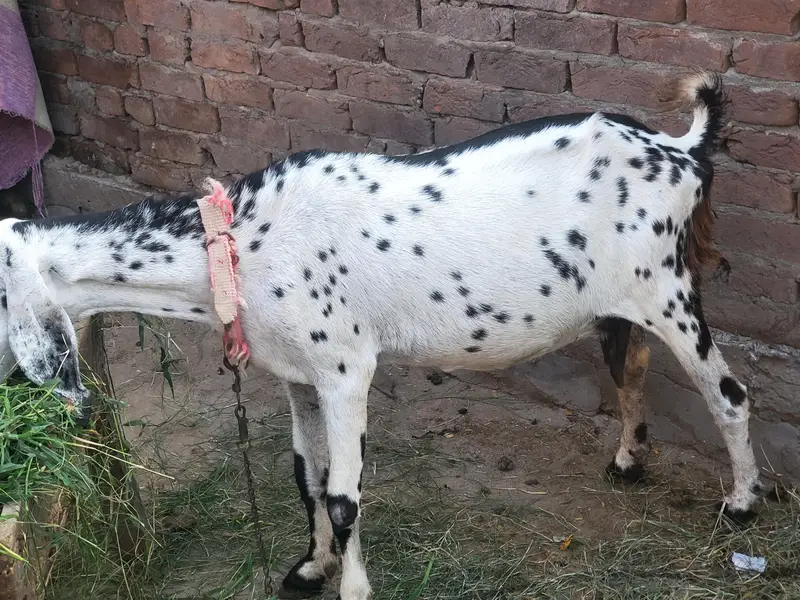 Guban bakri 2 month ki dogli — photo 2
