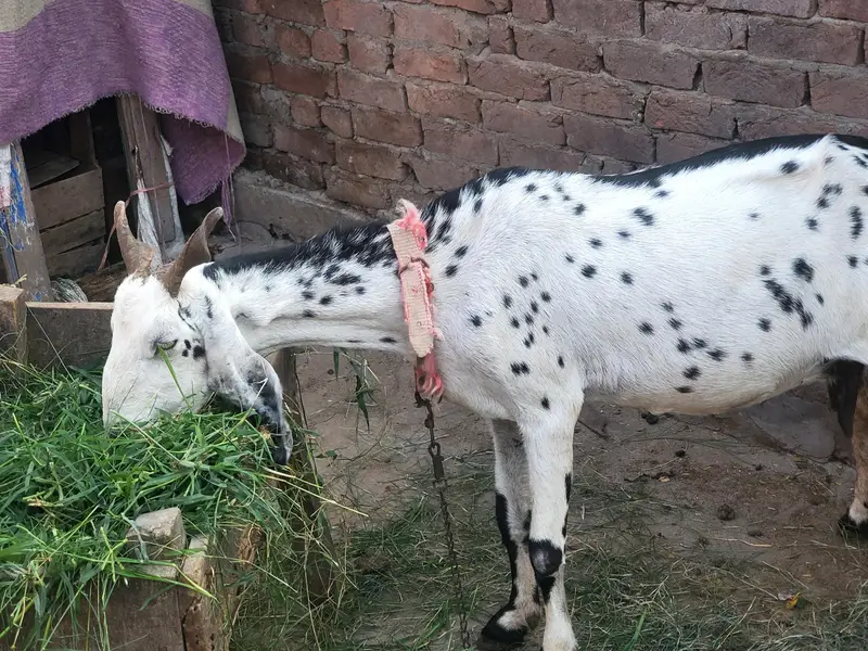 Guban bakri 2 month ki dogli — photo 3