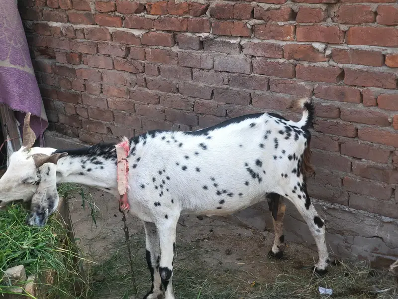 Guban bakri 2 month ki dogli — photo 4