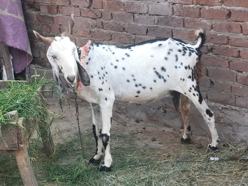 Guban bakri 2 month ki dogli — photo 5