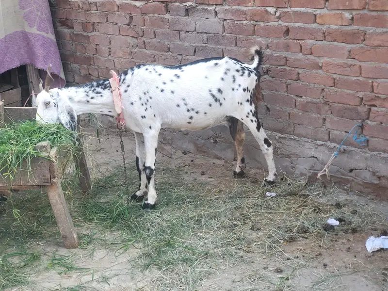 Guban bakri 2 month ki dogli — photo 6