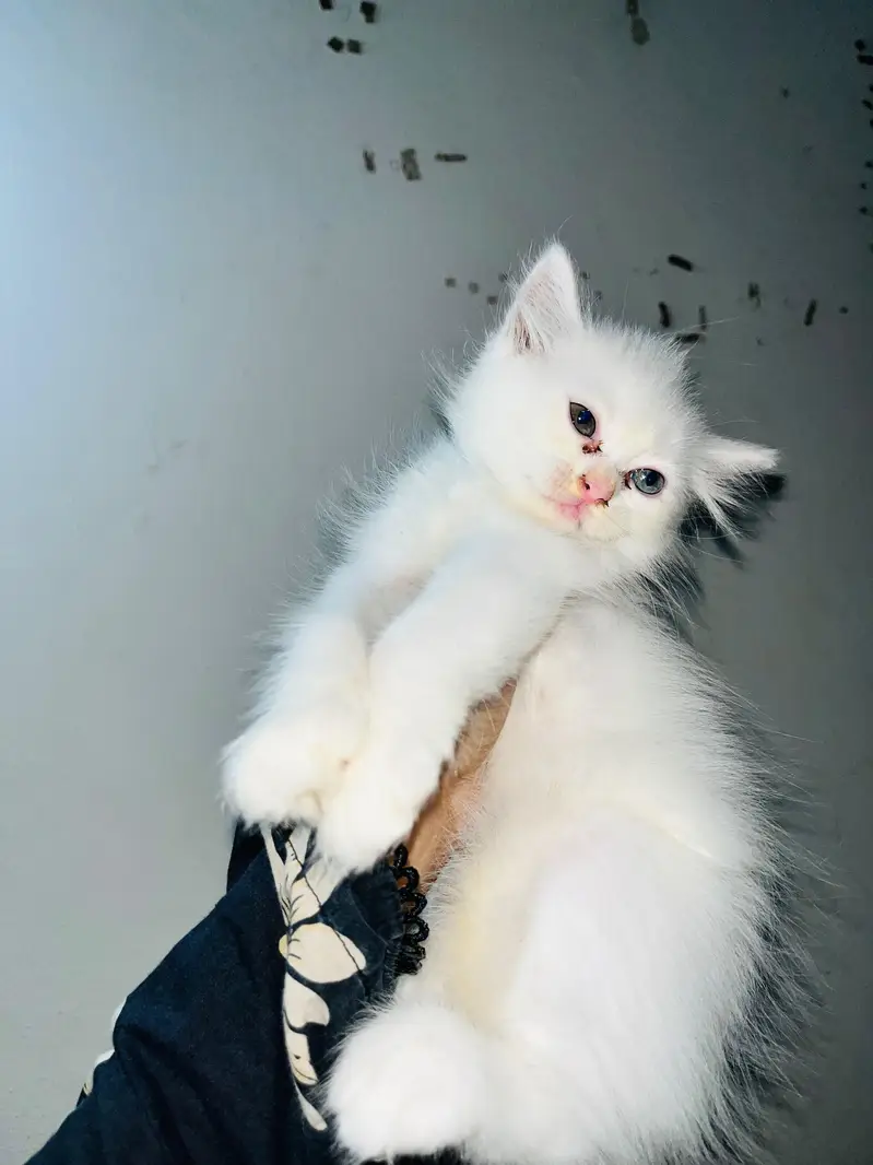 pure Persian kittens available