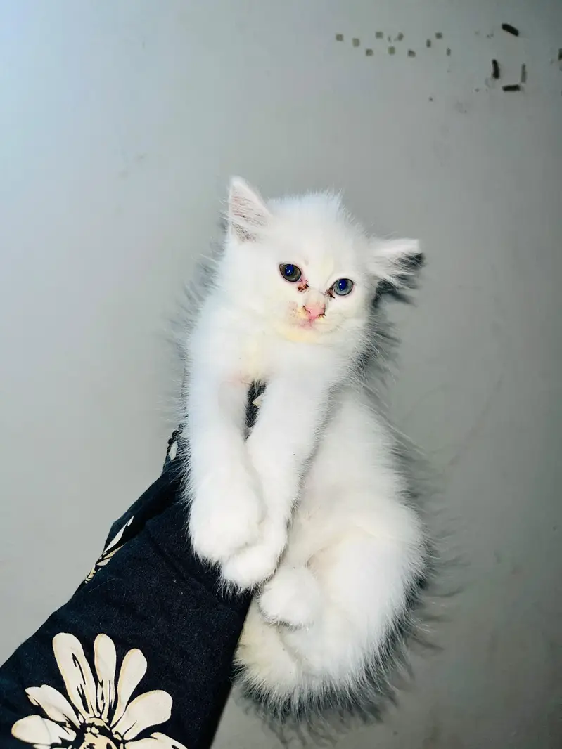 pure Persian kittens available — photo 2