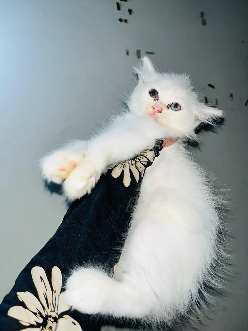 pure Persian kittens available — photo 3