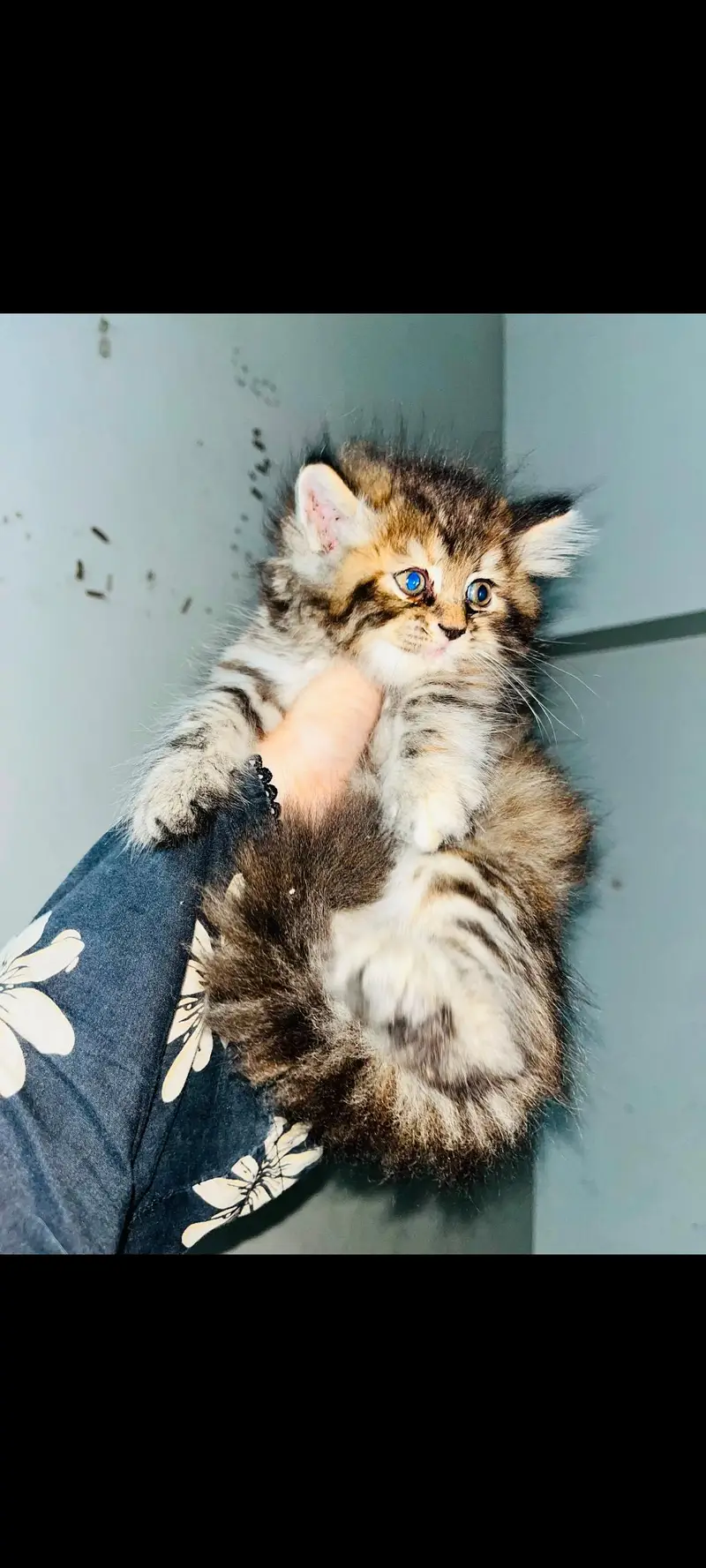 pure Persian kittens available — photo 4