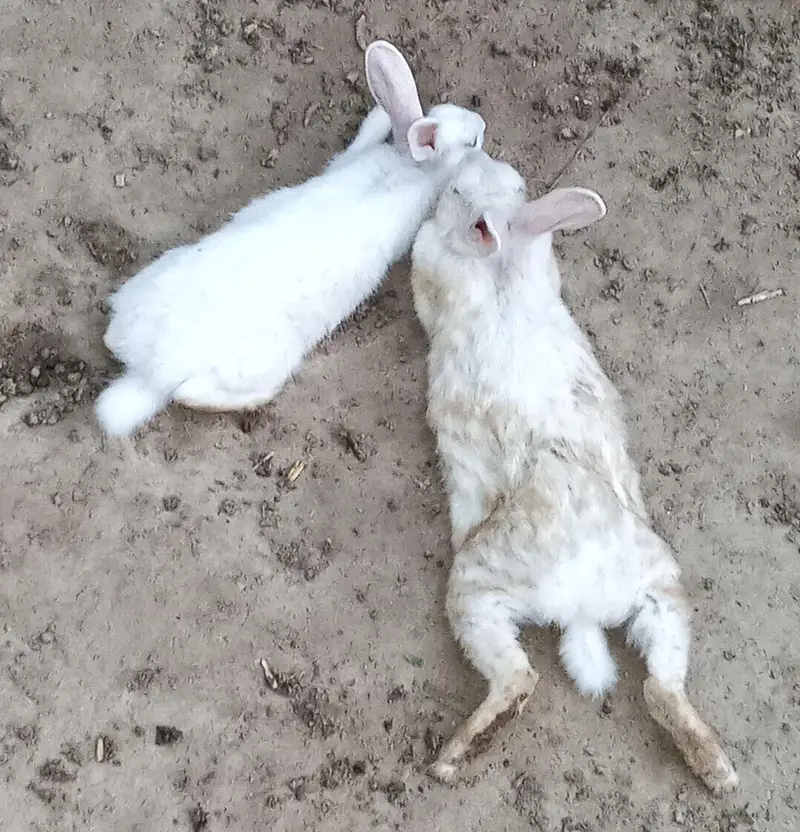 male female  rabbit available 5 to 9 month age desi khargosh — photo 2