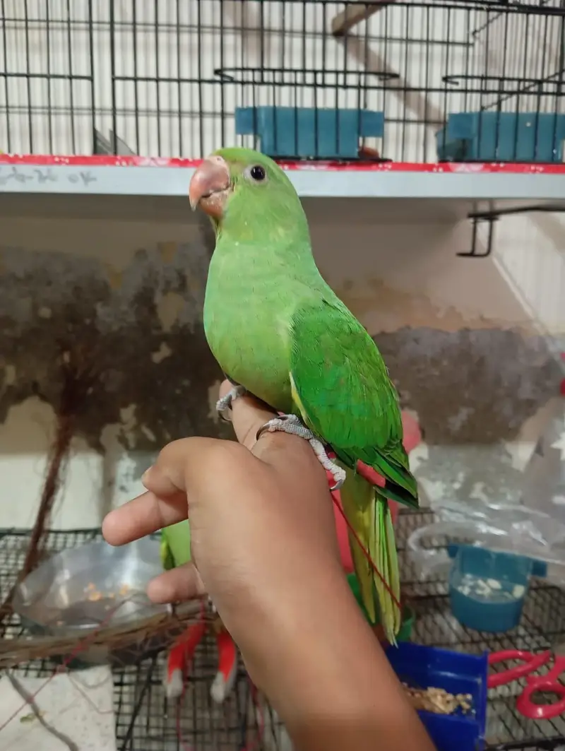 Ringneck handtame pair urgent for sale