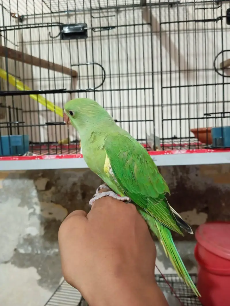 Ringneck handtame pair urgent for sale — photo 2