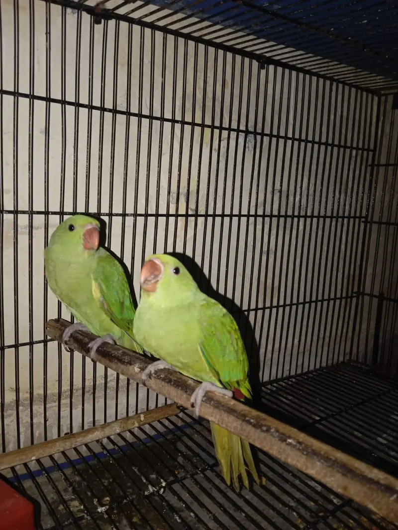 Ringneck handtame pair urgent for sale — photo 3