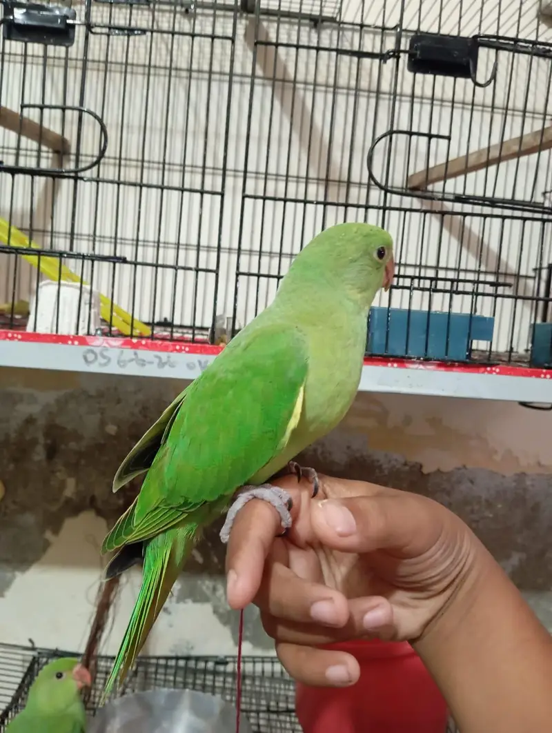 Ringneck handtame pair urgent for sale — photo 4