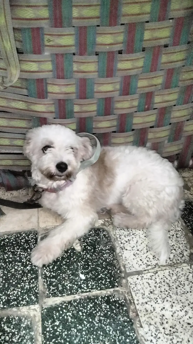shirzu dog female