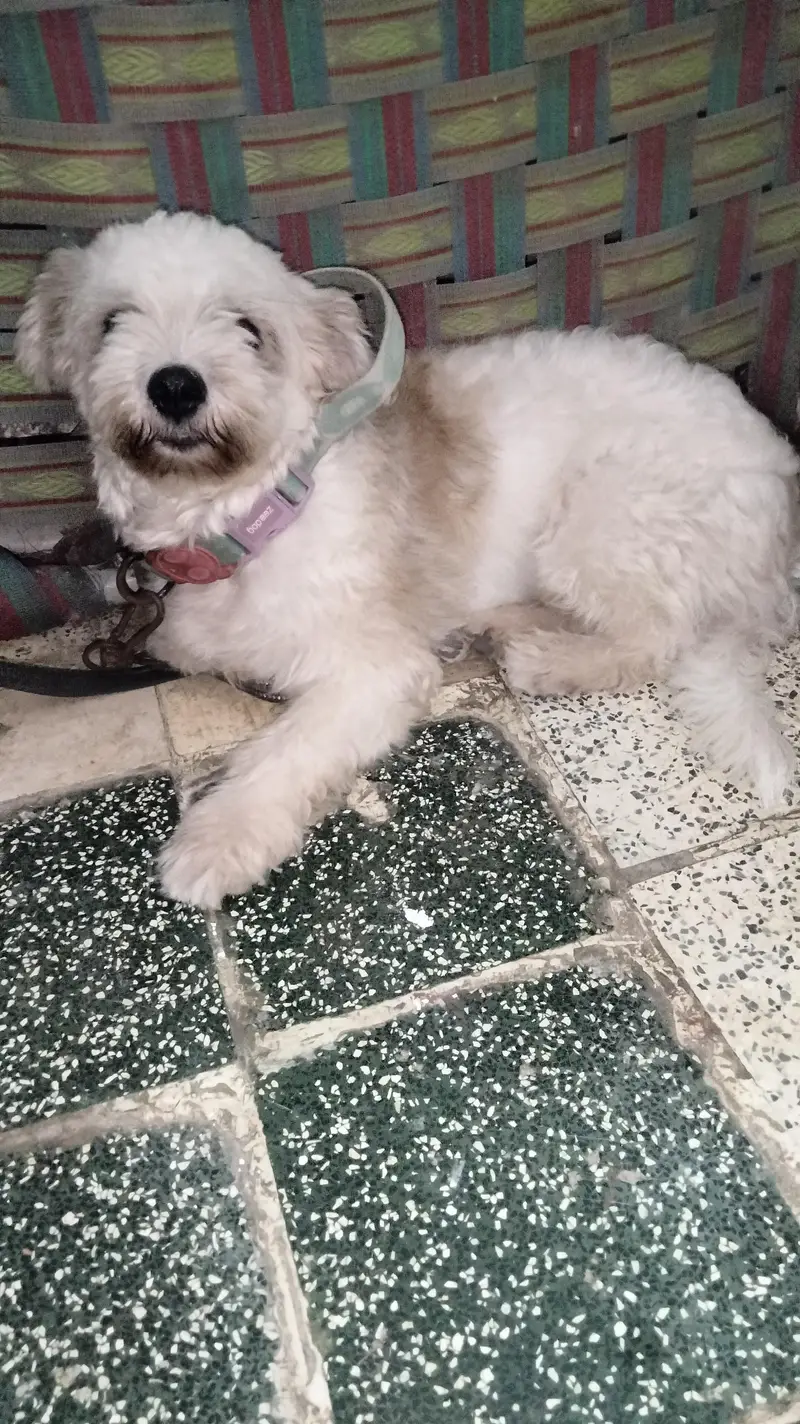 shirzu dog female — photo 2