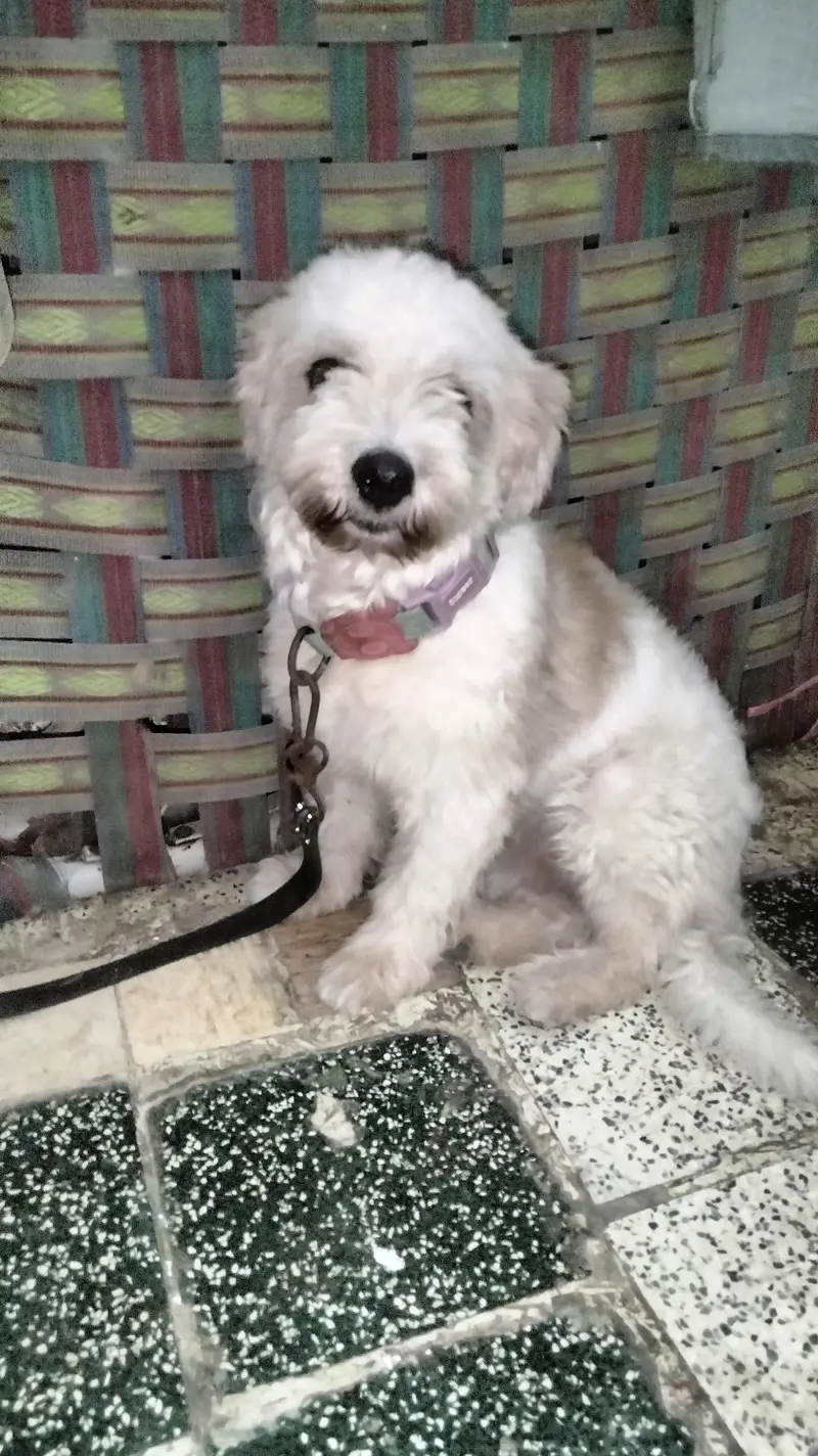 shirzu dog female — photo 3