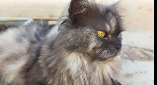 missing cat if anyone finds and tell there will be a reward of 5000