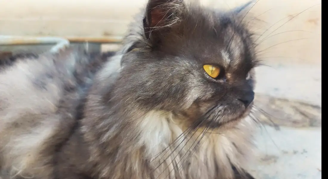 missing cat if anyone finds and tell there will be a reward of 5000