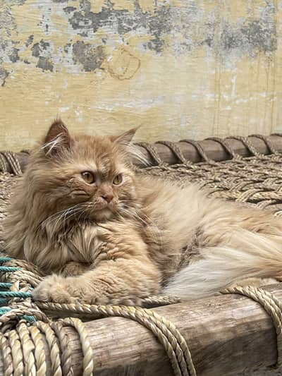 Rambo male cat
