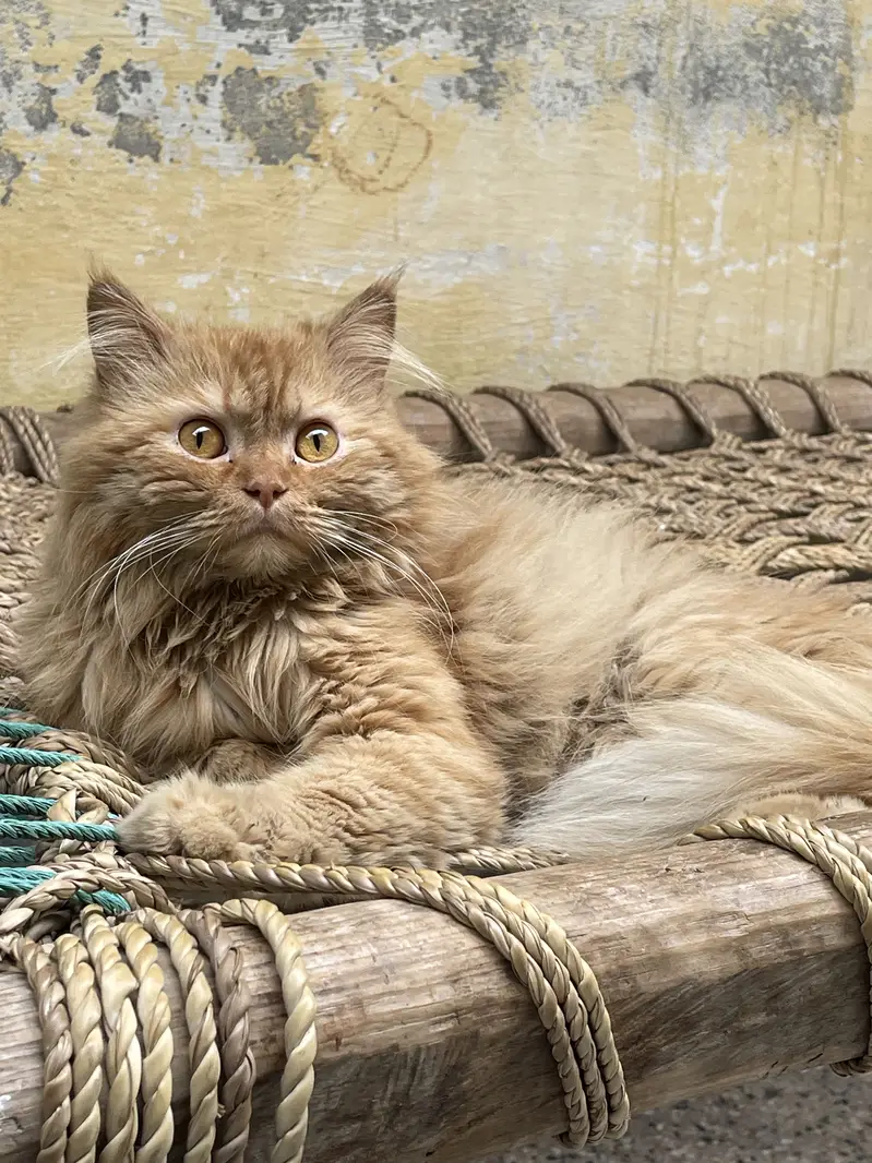 Rambo male cat — photo 2