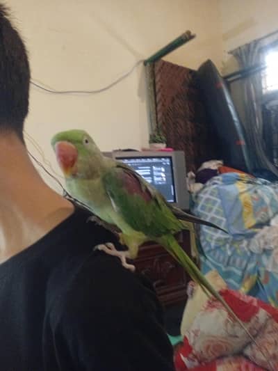 Hand Tame & Talking Female Raw (Pahari) Parrot for Sale