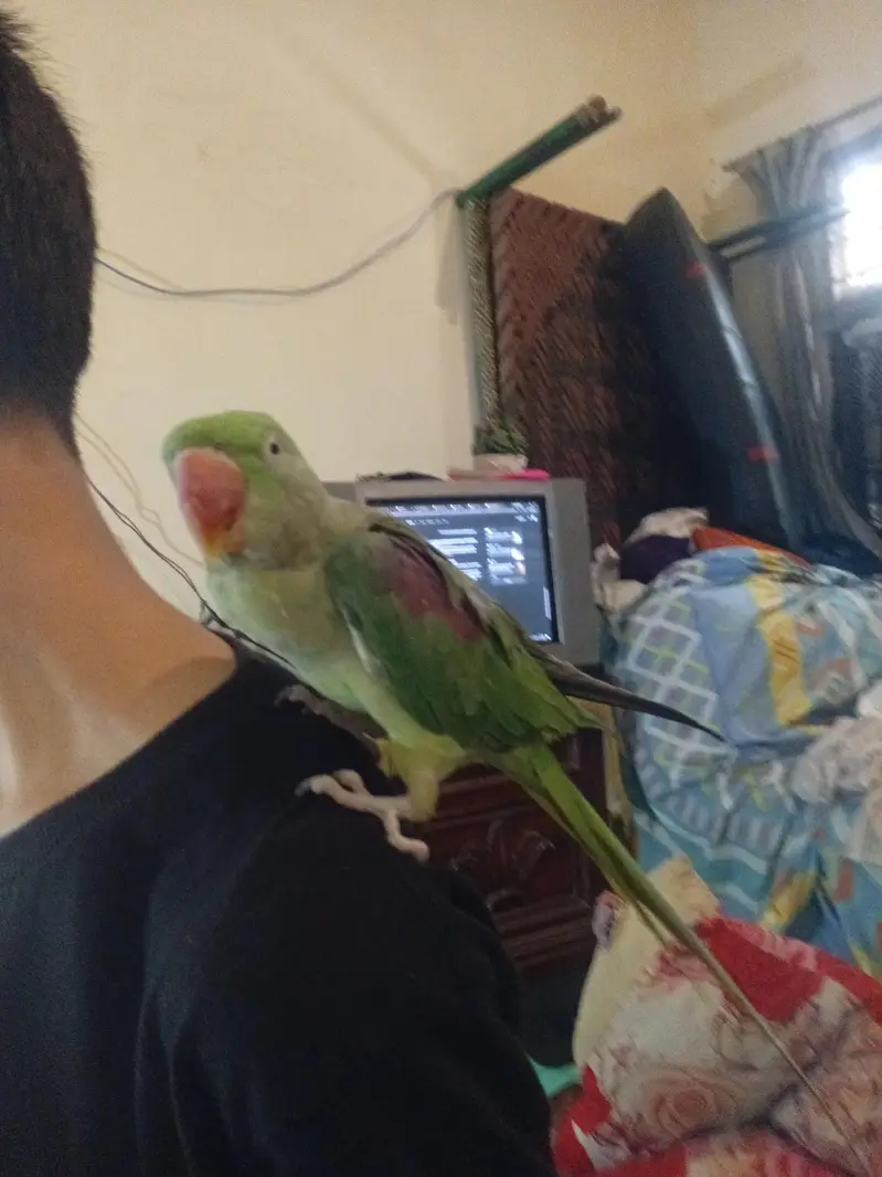 Hand Tame & Talking Female Raw (Pahari) Parrot for Sale