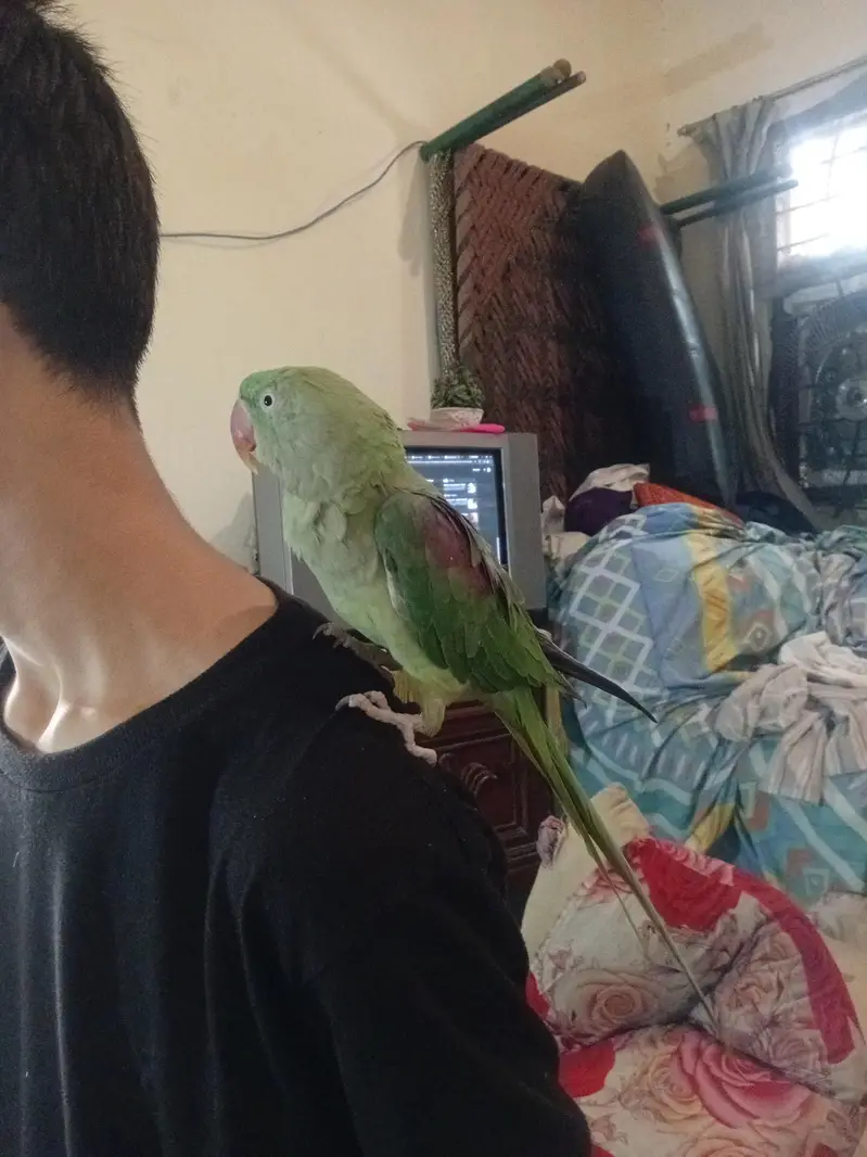 Hand Tame & Talking Female Raw (Pahari) Parrot for Sale — photo 2