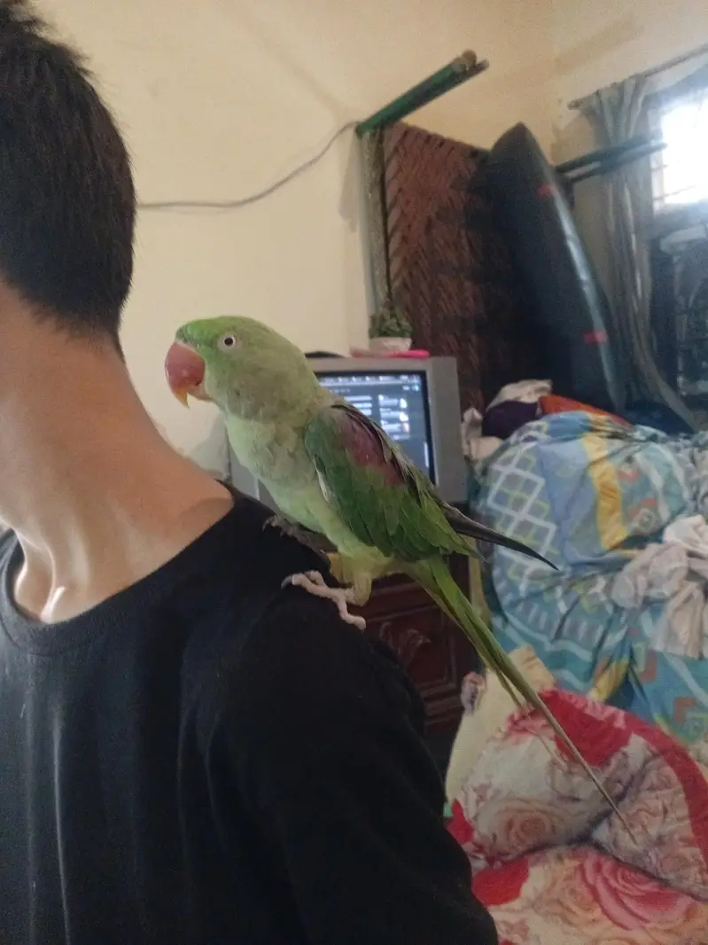 Hand Tame & Talking Female Raw (Pahari) Parrot for Sale — photo 3